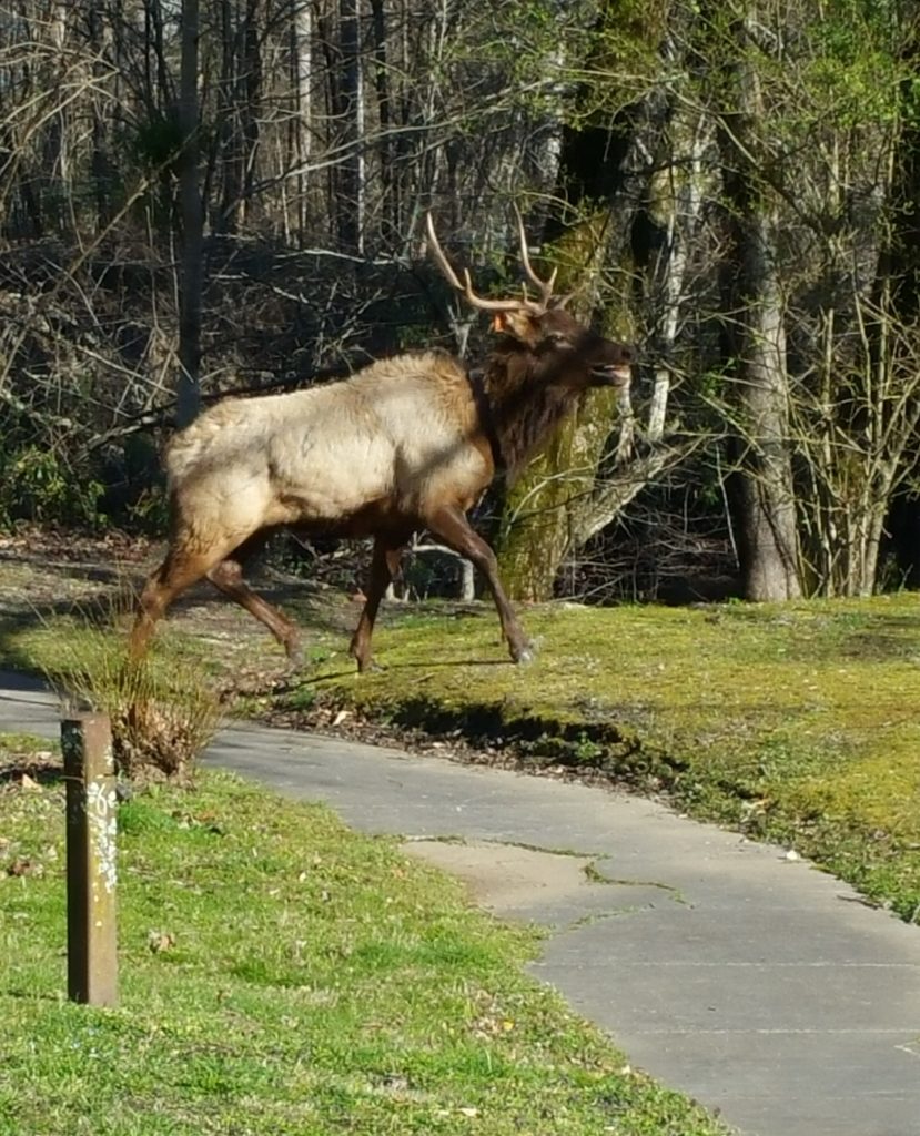 This is the first elk we saw.