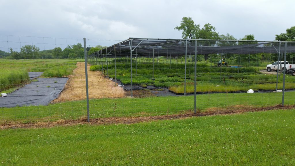 One view of part of the native seed nursery.