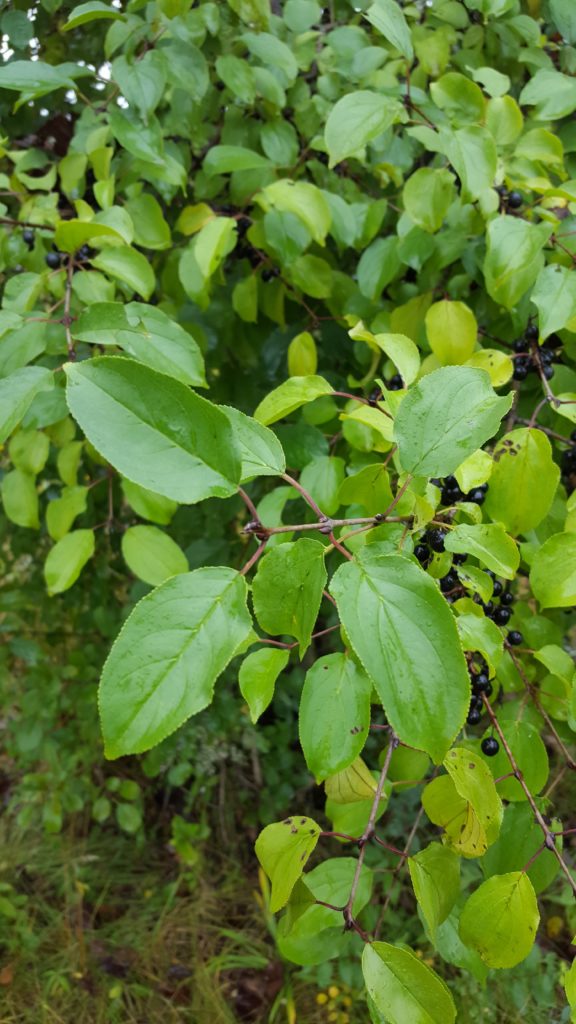 Another view of buckthorn leaves and twigs.