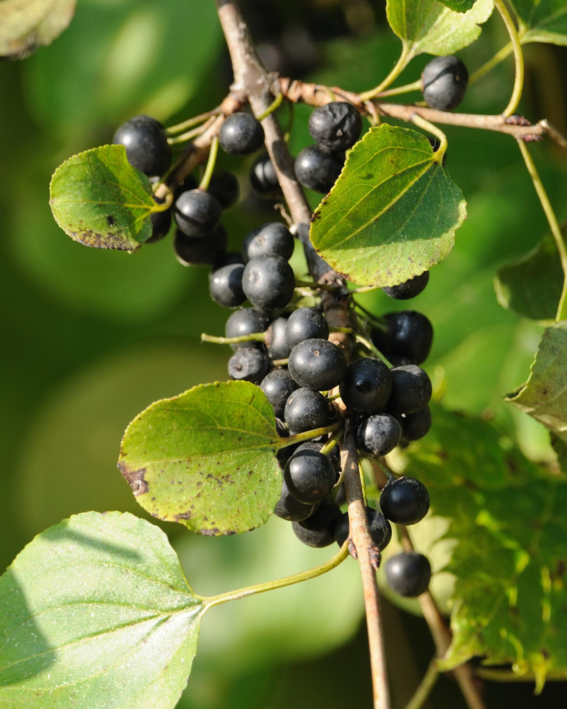 Common Buckthorn (Rhamnus cathartica), aka Buckthorn and Purging Buckthorn - Greenbelt Forest Preserve, Lake County Forest Preserve District, near Waukegan and North Chicago, IL - 19 September 2009